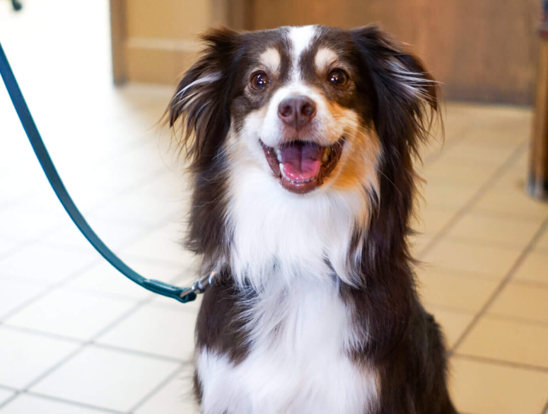 Ahwatukee Animal Care Hospital